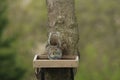 Close up of a brown squirrel sitting on a platform birdfeeder with a blurred background in Wisconsin Royalty Free Stock Photo