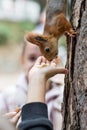 Squirrel eating from the Palm of your hand in day Royalty Free Stock Photo