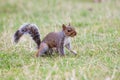 Squirrel eating.