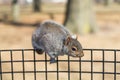 Squirrel eating in a park Royalty Free Stock Photo