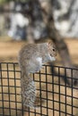 Squirrel eating in a park Royalty Free Stock Photo