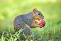 Squirrel eating peach fruit in the garden Royalty Free Stock Photo