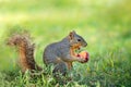 Squirrel eating peach fruit in the garden Royalty Free Stock Photo