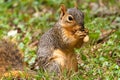Squirrel Eating A Peanut Royalty Free Stock Photo