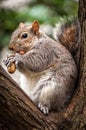 Squirrel eating a peanut on a branch Royalty Free Stock Photo