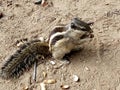 Squirrel Eating peanut food .