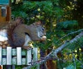 Squirrel eating a Peanut Royalty Free Stock Photo