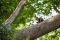 .Squirrel eating peanut on tree Royalty Free Stock Photo