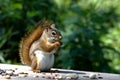 Squirrel eating peanuts