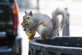 Squirrel eating peanuts Royalty Free Stock Photo