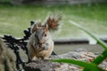 Squirrel eating peanuts in a parc in Mexico city