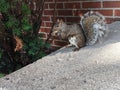 Squirrel eating peanuts pitch close-up Royalty Free Stock Photo