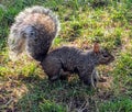 Squirrel eating peanuts pitch close-up nature city Royalty Free Stock Photo