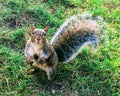 Squirrel eating peanuts pitch close-up nature city begging beggar