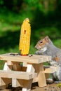 Squirrel Eating at Picnic Table Feeder Royalty Free Stock Photo