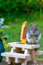 Squirrel Eating at Picnic Table Feeder Royalty Free Stock Photo