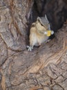 Squirrel eating a piece of yellow cereal on the tree