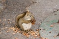 Squirrel Eating a Pine Cone Royalty Free Stock Photo