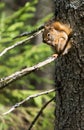 Squirrel eating a pine cone Royalty Free Stock Photo