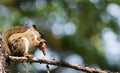 Squirrel eating a pine cone Royalty Free Stock Photo