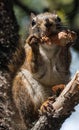 Squirrel eating a pine cone Royalty Free Stock Photo