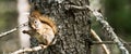 Squirrel eating a pine cone Royalty Free Stock Photo