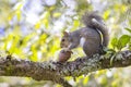 Squirrel Eating A Pine Cone Royalty Free Stock Photo