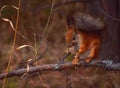 Squirrel eating pine cone on tree branch in autumn forest Royalty Free Stock Photo