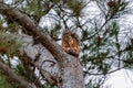 Squirrel eating a pine cone in a tree in the early morning. Royalty Free Stock Photo