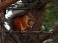 Squirrel eating pine cone on a tree Royalty Free Stock Photo