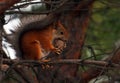 Squirrel eating pine cone on a tree Royalty Free Stock Photo