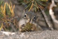 Squirrel eating a pine cone in Yellowstone National Park Royalty Free Stock Photo