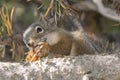 Squirrel eating a pine cone in Yellowstone National Park Royalty Free Stock Photo