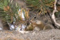 Squirrel eating a pine cone in Yellowstone National Park Royalty Free Stock Photo