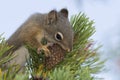 Squirrel eating a pine cone in Yellowstone National Park Royalty Free Stock Photo