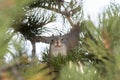 Squirrel eating a pine cone in Yellowstone National Park Royalty Free Stock Photo