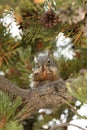 Squirrel eating a pine cone in Yellowstone National Park Royalty Free Stock Photo