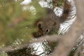 Squirrel eating a pine cone in Yellowstone National Park Royalty Free Stock Photo