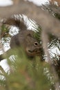 Squirrel eating a pine cone in Yellowstone National Park Royalty Free Stock Photo