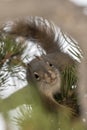 Squirrel eating a pine cone in Yellowstone National Park Royalty Free Stock Photo