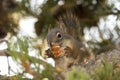 Squirrel eating a pine cone in Yellowstone National Park Royalty Free Stock Photo