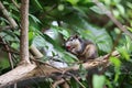 A squirrel eating red fruit on a branch in the garden Royalty Free Stock Photo