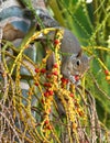 Squirrel eating red fruit off a palm tree Royalty Free Stock Photo