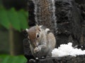 Squirrel eating rice in the back yard Royalty Free Stock Photo
