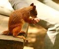 Squirrel eating seeds on the bench Royalty Free Stock Photo