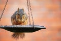 Squirrel eating seeds from bird feeder Royalty Free Stock Photo