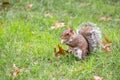 Squirrel eating seeds in the Central Park, New York City, USA Royalty Free Stock Photo