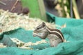 Squirrel eating seeds. Hd photo of the squirrel Royalty Free Stock Photo