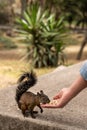 squirrel eating seeds from man`s hand Royalty Free Stock Photo