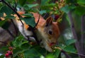Squirrel eating berries on a tree in the garden Royalty Free Stock Photo